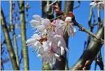 Die warmen Sonnenstrahlen bringen die japanischen Kirschblüte zum erblühen