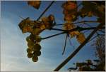 Weintrauben in der Sonne gereift...
(29.10.2012)