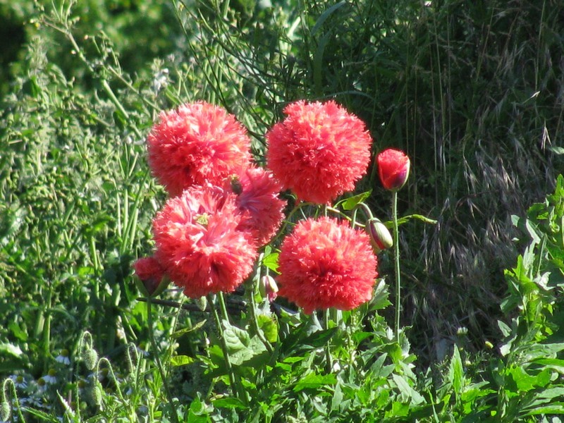 unbekannte Blume auf stdtischen Deponie in Grevesmhlen, Sommer 2009